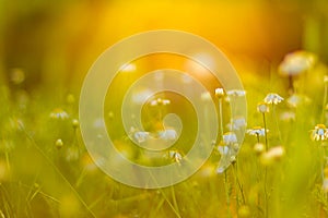 Sunset flowers meadow under soft sunlight and sun rays. Spring meadow field background