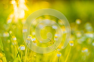 Sunset flowers meadow under soft sunlight and sun rays. Spring meadow field background