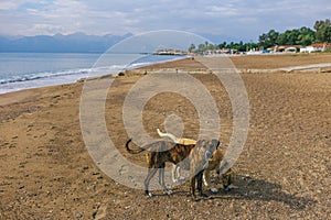 Calm not purebred big dogs playing at sunny summer sandy beach