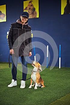 Calm obedient beagle sitting on his haunches by a handler