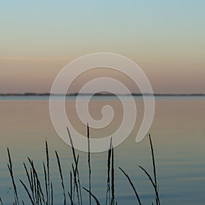 Calm ocean waters at sunset with marshgrass and reeds in the foreground photo