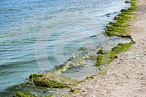 Calm ocean waves washing green algae onto the beach at a tourist resort on the Mediterranean Sea, concept for eutrophication,