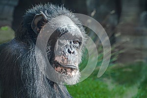 Calm old chimpanzee looking at the camera