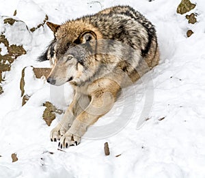 Calm and peaceful brown wolf in a snowy rocky landscape