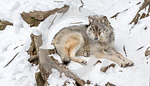 Calm and peaceful brown wolf in a snowy rocky landscape
