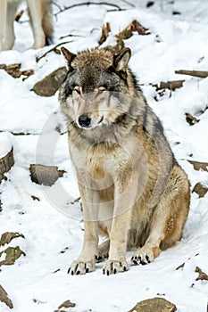 Calm and peaceful brown wolf in a snowy rocky landscape