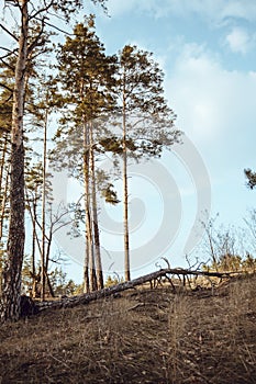 Calm and peaceful landscape with pine trees and blue sky