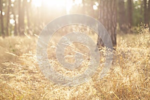 Calm and peaceful sunny landscape with dry grass - photo with selective focus