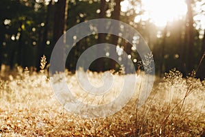 Calm and peaceful sunny landscape with dry grass - photo with selective focus