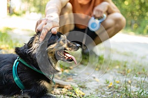 Calm pet is relaxed, lying down on the grass. portrait of a cute dog. Cute, rather lazy pug on the lawn in the park.