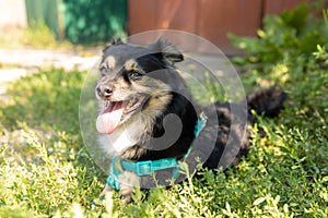 Calm pet is relaxed, lying down on the grass. portrait of a cute dog. Cute, rather lazy pug on the lawn in the park.