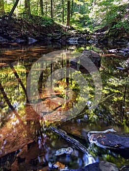 A calm pond deep in the forest.