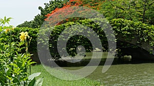 Calm pond in green park. Green trees growing on shores of peaceful lake with muddy water on sunny summer day in park in