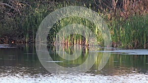 Calm pond rushes in a pond