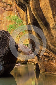 Calm Pool Virgin River Narrows