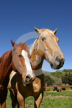 Calm at the ranch