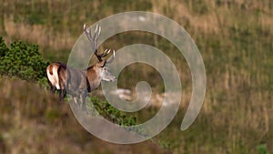 Male red deer looking around in autumn mountains of Slovakia.