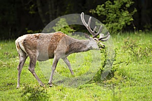 Calm red deer eating bush on meadow during summer.