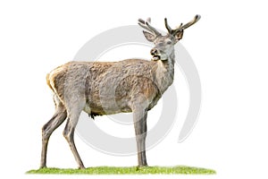 Calm red deer stag grazing with open mouth isolated on white background