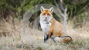 Calm red fox sitting on a glade with yellow grass in autumn nature.