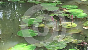 Calm relaxing water ripples with insects flying over exotics lotus pond