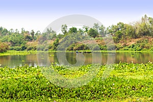 Calm river and green forest, nice peaceful landscape.