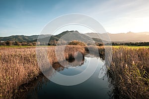 Calm river passing between rushes at Lozari in Corsica