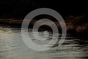 Calm river Ural and its Bank overgrown with reeds