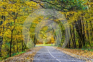 Calm road under colorful trees at autumn, Slovakia