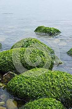 Calm Seascape with algae covered rocks