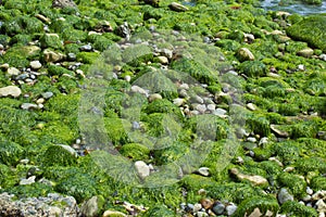 Calm Seascape with algae covered rocks