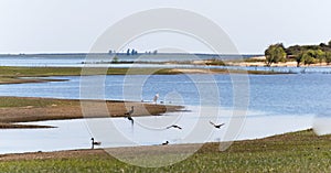 Calm seascape view with various birds on a shore in Uruguay, Tacuarembo, San Gregorio de Polanco photo