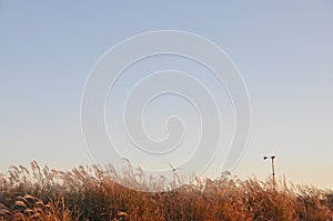 Calm and serene beautiful wind turbines park with wild rice trees in the windy afternoon with clear sky