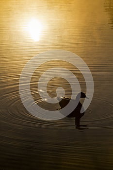 Calm Serene Misty Morning at Sunrise Over Rippled Water