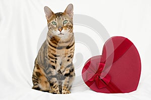 Calm serious bengal cat sitting near big red hert-shaped gift box on white background. Valentine day and pet