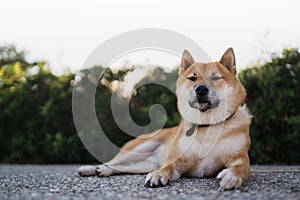 Calm sleeping dog rest lies on backgraund sun flare  green landscape, chilling shiba inu leisure on park, pet relaxing on nature