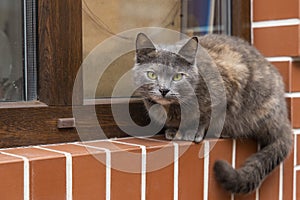Calm street cat face looking at camera sitting on window sill outside space homeless animal concept