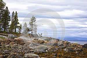 Calm summer landscape with trees