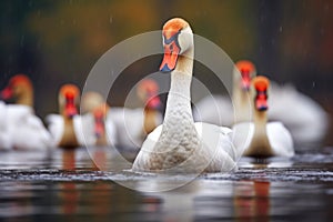 a calm swan among agitated ducks
