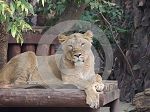 Calm and tired lioness after a tiring hunt