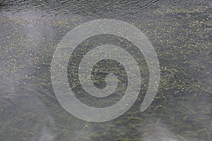 Calm transparent water surface with seaweed algae beneath in Sao Miguel Island, Acores, Portugal photo