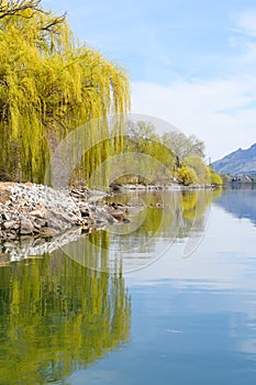 Calm water reflecting willow trees on a river bank