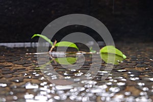 Calm water with reflection of leaf