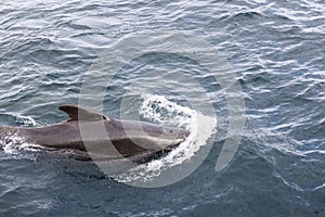 The calm waters of the Arctic near Norway cradle a graceful pilot whale surfacing, a snapshot of marine life in the north