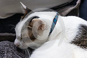 Calm white sleeping domestic cat with blue neckband on cloth in winter day time