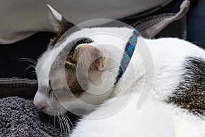 Calm white sleeping domestic cat with blue neckband on cloth in winter day time photo