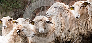 Calm winter long wool hair sheep looking at each