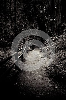 Calm Woods Forest Environment with Gate, Black and White