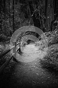 Calm Woods Forest Environment with Gate, Black and White