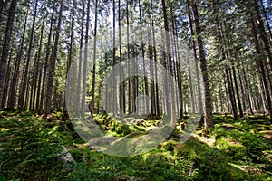 Calming forest view with spots of sunlight on a moss